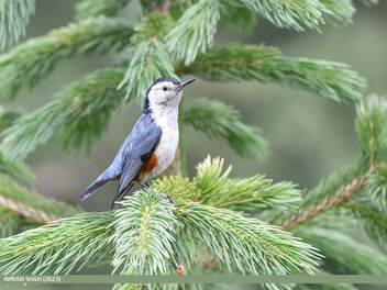 White-cheeked Nuthatch (Sitta leucopsis) - бесплатный image #501251